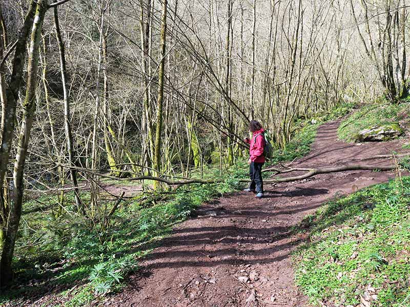 Bosque Ruta de las Xanas Asturias Bosque Ruta de las Xanas Asturias