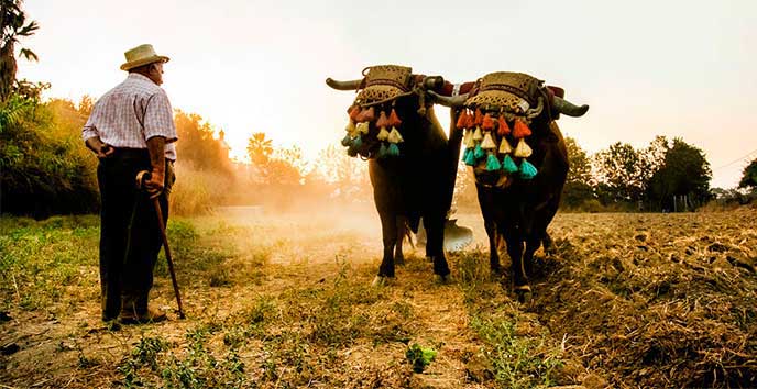 Bueyes en el campo trabajando Carne de buey Grupo Sagardi