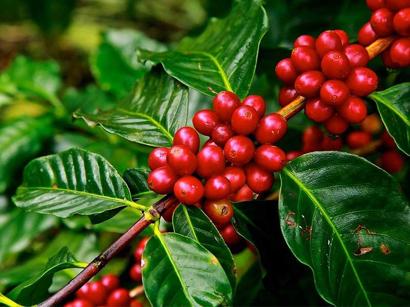 granos de cafe en arbol