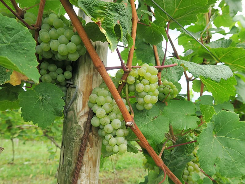 Bodega Miradorio Cantabria uvas