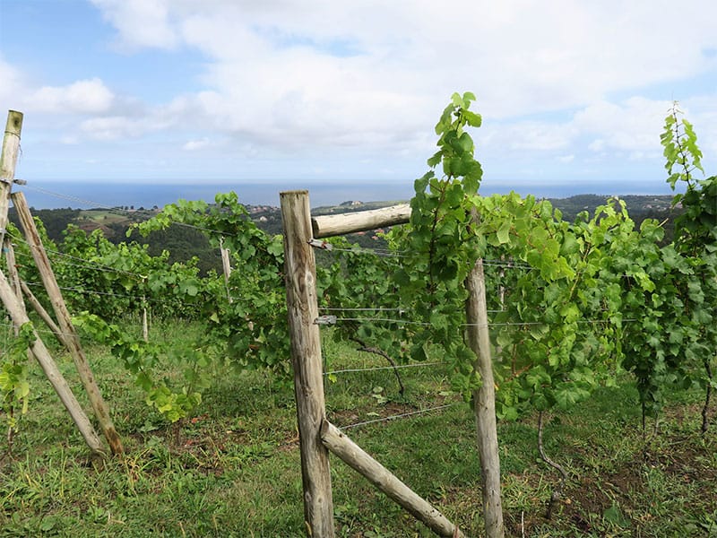 Bodega Miradorio Cantabria viñedo