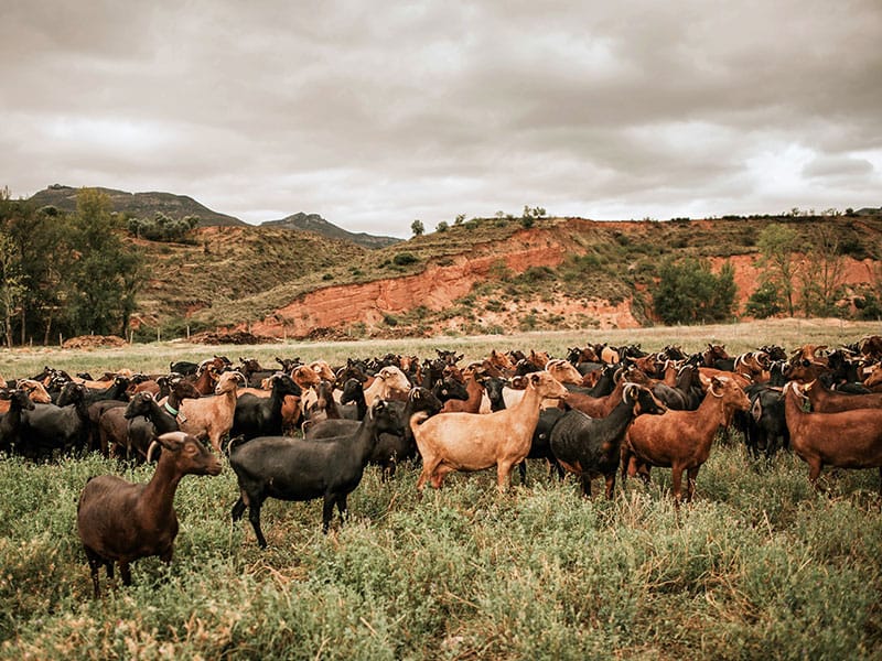 CABRAS SIERRA DE CAMEROS