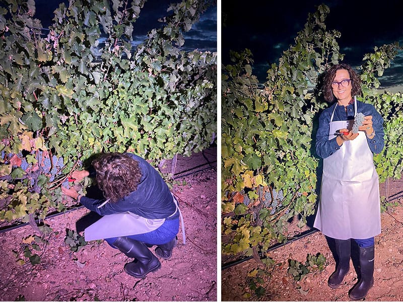 Ramón Bilbao Noches de vendimia Ruedacortando uvas