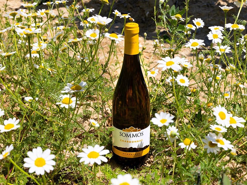 Vinos de verano Bodega Sommos Vinos de verano Bodega Sommos