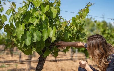 Bodegas Pandora inaugura la temporada de enoturismo con una experiencia exclusiva: Abriendo la Puerta de Pandora
