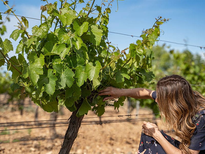Viñedo de Bodegas Pandora Enoturismo en Bodegas Pandora