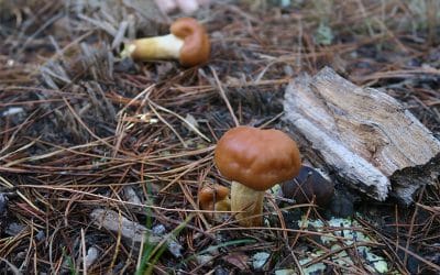 Soria Gastronómica 2025: setas, chefs y turismo sostenible en el corazón de Castilla y León