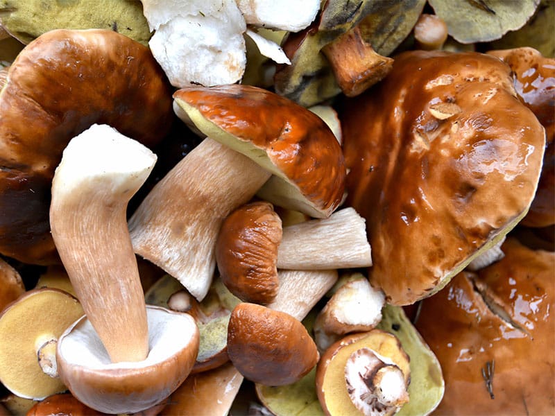 Boletus Edulis Boletus Edulis