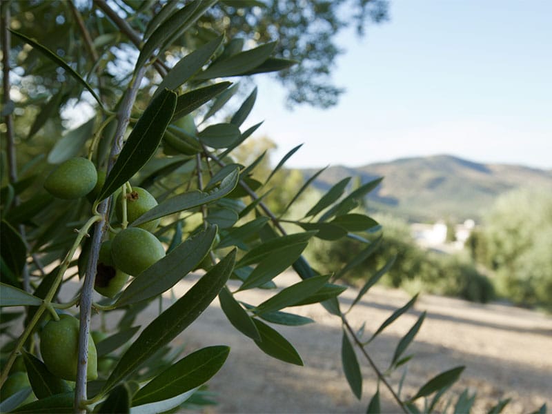 Variedad Prieto Picudo