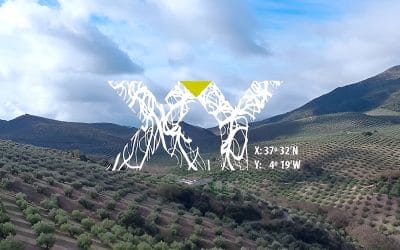 XY Aceite de Oliva: el olivar que sobrevivió tres siglos para contar su historia