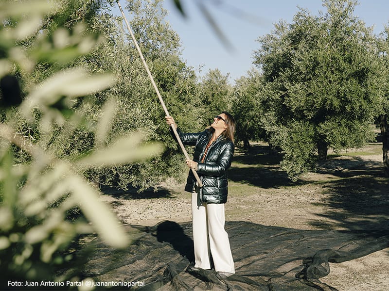 IGP Aceite de Jaén olivar