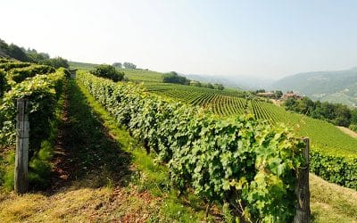 XI Salón de Vinos Radicales 2026. ¿Sabes lo que son?