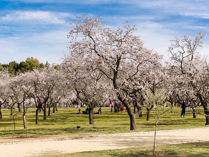 Quinta de los Molinos almendros en flor Quinta de los Molinos almendros en flor
