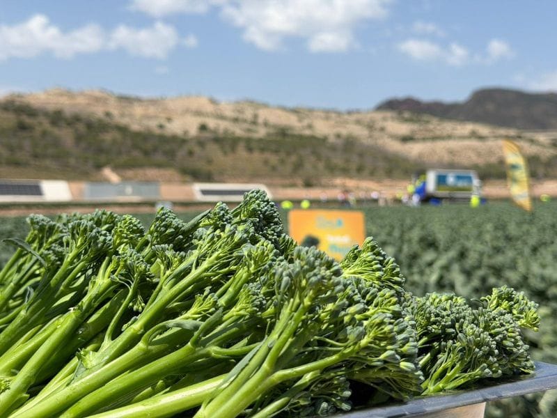 Bimi en Totana Murcia