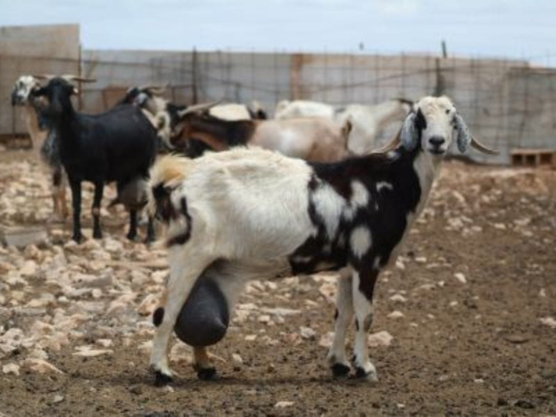 Cabra majorera Sur de Fuerteventura