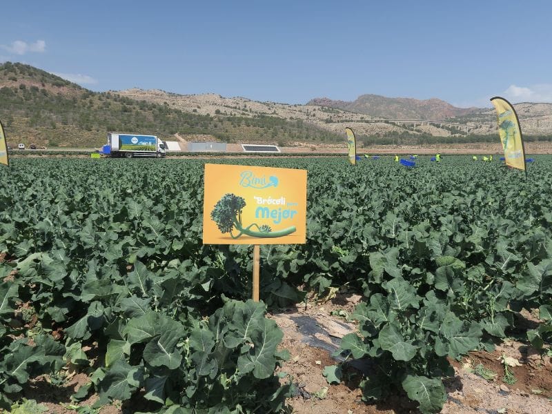 Campo de plantación de Bimi