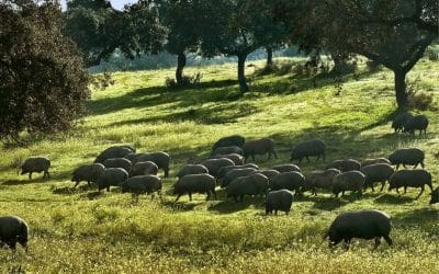Extremadura Gourmet: cuatro rutas para entender un territorio a través del sabor