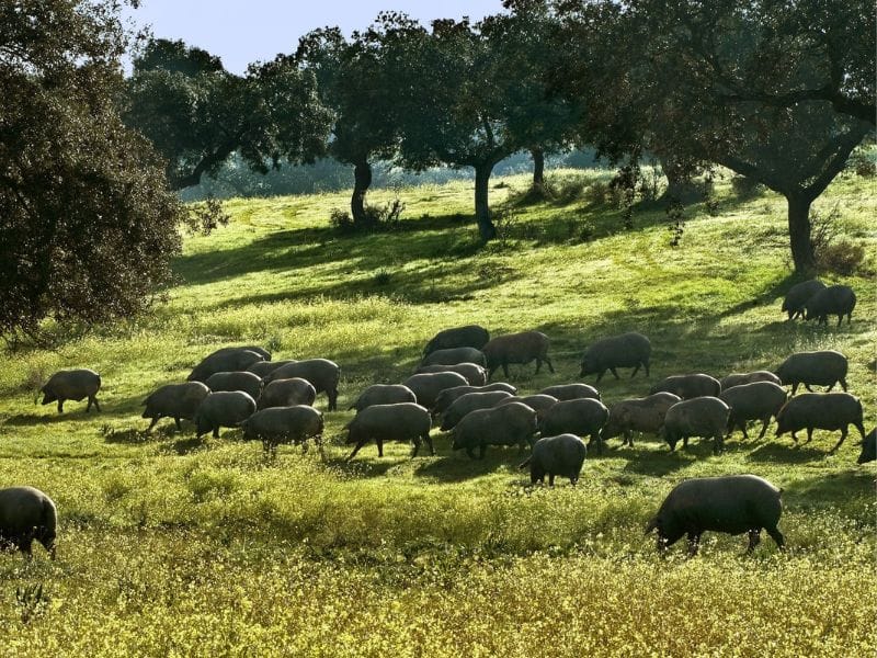 Dehesa de Extremadura Gourmet
