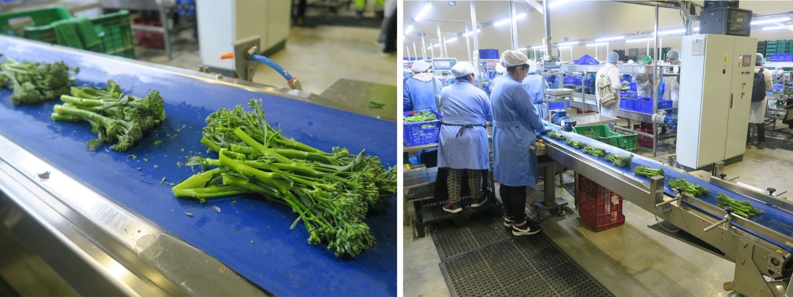 Planta de envasdo Deilor