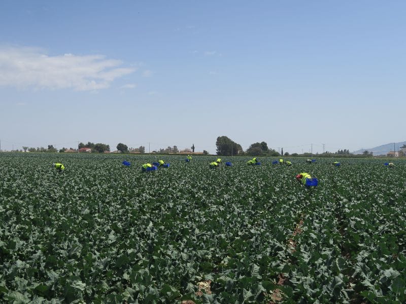 Recolectores de bimi