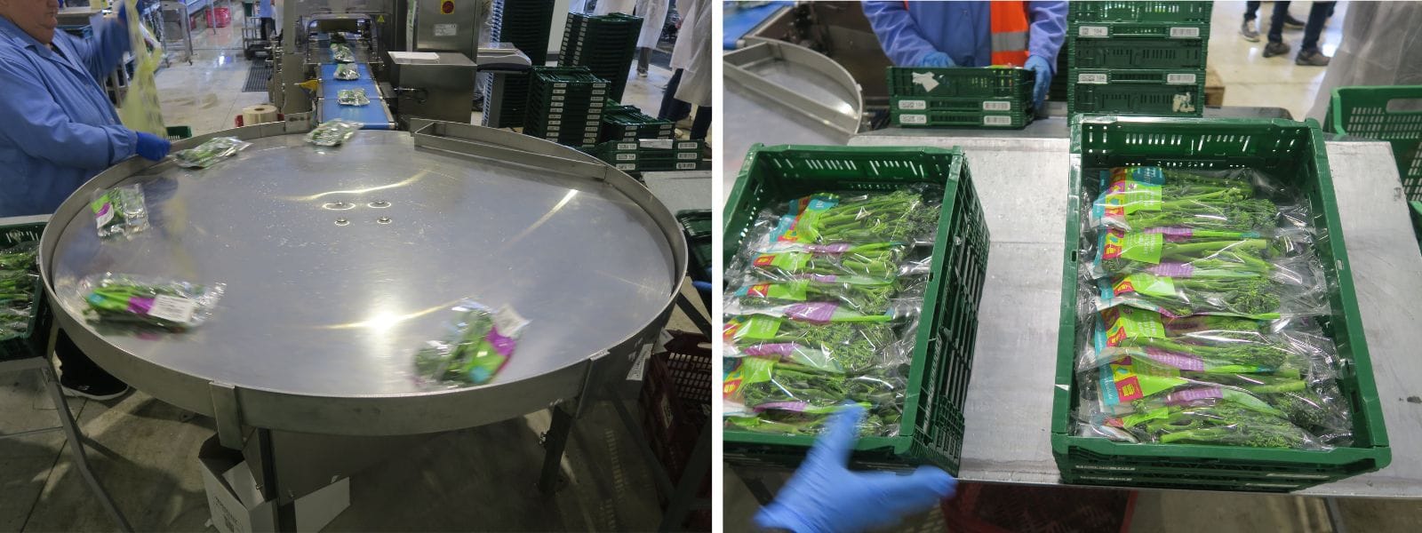 planta de envasado de Bimi Deilor